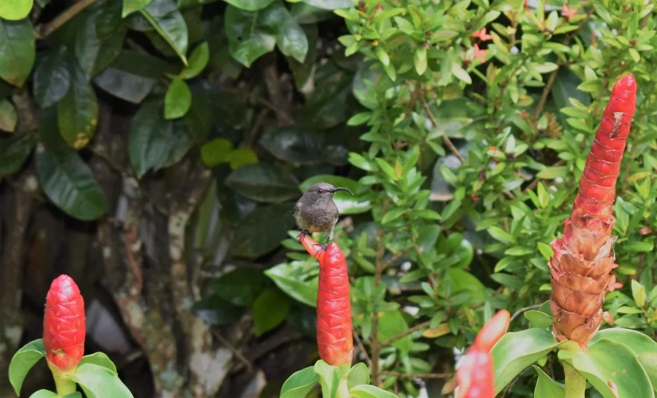 Sunbird Bungalow Anse Boileau
