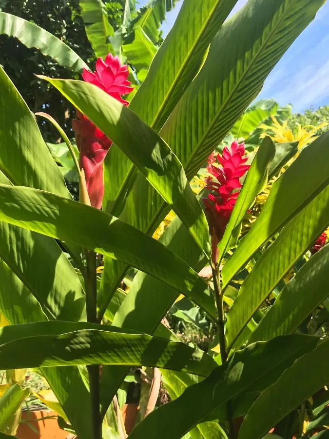 Sunbird Bungalow Anse Boileau